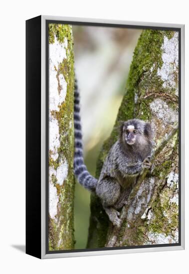 Brazil, Sao Paulo. Common Marmosets in the Trees-Ellen Goff-Framed Premier Image Canvas
