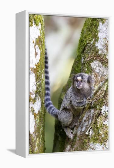 Brazil, Sao Paulo. Common Marmosets in the Trees-Ellen Goff-Framed Premier Image Canvas