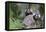 Brazil, Sao Paulo, Common Marmosets in the Trees-Ellen Goff-Framed Premier Image Canvas