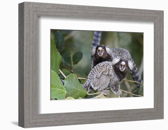 Brazil, Sao Paulo, Common Marmosets in the Trees-Ellen Goff-Framed Photographic Print