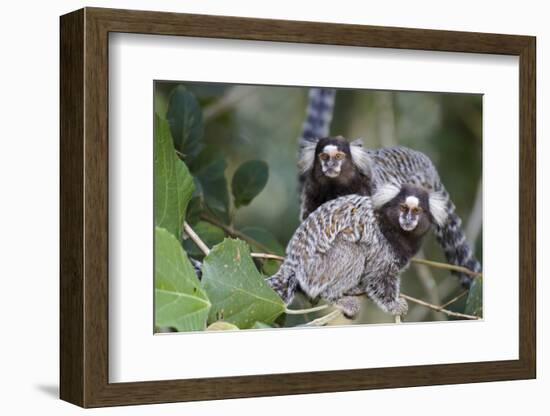 Brazil, Sao Paulo, Common Marmosets in the Trees-Ellen Goff-Framed Photographic Print