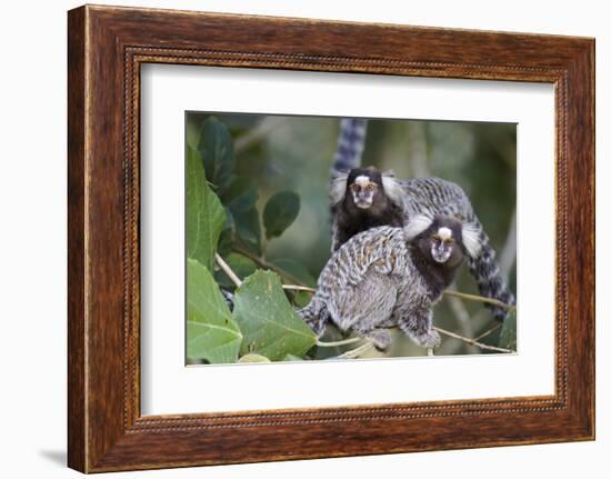 Brazil, Sao Paulo, Common Marmosets in the Trees-Ellen Goff-Framed Photographic Print