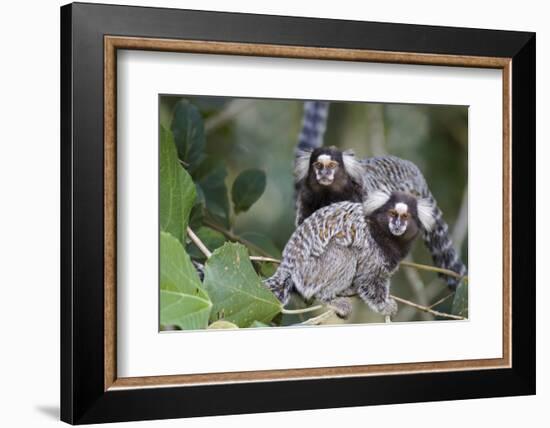 Brazil, Sao Paulo, Common Marmosets in the Trees-Ellen Goff-Framed Photographic Print