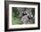 Brazil, Sao Paulo, Common Marmosets in the Trees-Ellen Goff-Framed Photographic Print