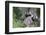 Brazil, Sao Paulo, Common Marmosets in the Trees-Ellen Goff-Framed Photographic Print