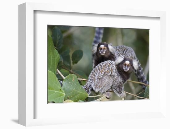 Brazil, Sao Paulo, Common Marmosets in the Trees-Ellen Goff-Framed Photographic Print