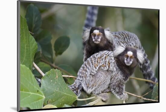 Brazil, Sao Paulo, Common Marmosets in the Trees-Ellen Goff-Mounted Photographic Print