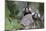 Brazil, Sao Paulo, Common Marmosets in the Trees-Ellen Goff-Mounted Photographic Print