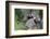 Brazil, Sao Paulo, Common Marmosets in the Trees-Ellen Goff-Framed Photographic Print