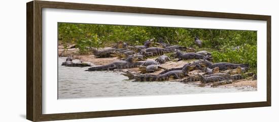 Brazil. Spectacled caimans in the Pantanal.-Ralph H^ Bendjebar-Framed Photographic Print