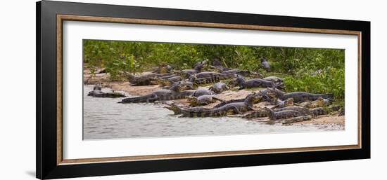 Brazil. Spectacled caimans in the Pantanal.-Ralph H^ Bendjebar-Framed Photographic Print