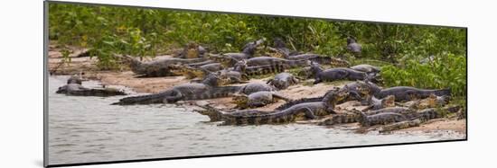 Brazil. Spectacled caimans in the Pantanal.-Ralph H^ Bendjebar-Mounted Photographic Print