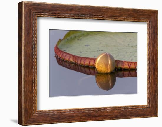 Brazil, The Pantanal. A bud of a giant lily pad is reflected in the water.-Ellen Goff-Framed Photographic Print