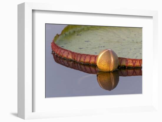 Brazil, The Pantanal. A bud of a giant lily pad is reflected in the water.-Ellen Goff-Framed Photographic Print