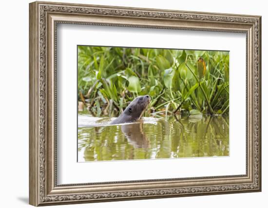 Brazil, The Pantanal, A giant otter swims among the water hyacinth.-Ellen Goff-Framed Photographic Print