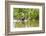 Brazil, The Pantanal, A giant otter swims among the water hyacinth.-Ellen Goff-Framed Photographic Print