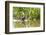 Brazil, The Pantanal, A giant otter swims among the water hyacinth.-Ellen Goff-Framed Photographic Print