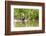 Brazil, The Pantanal, A giant otter swims among the water hyacinth.-Ellen Goff-Framed Photographic Print