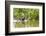 Brazil, The Pantanal, A giant otter swims among the water hyacinth.-Ellen Goff-Framed Photographic Print
