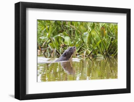 Brazil, The Pantanal, A giant otter swims among the water hyacinth.-Ellen Goff-Framed Photographic Print