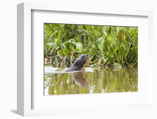 Brazil, The Pantanal, A giant otter swims among the water hyacinth.-Ellen Goff-Framed Photographic Print