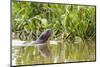 Brazil, The Pantanal, A giant otter swims among the water hyacinth.-Ellen Goff-Mounted Photographic Print