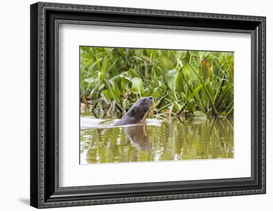 Brazil, The Pantanal, A giant otter swims among the water hyacinth.-Ellen Goff-Framed Photographic Print