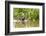 Brazil, The Pantanal, A giant otter swims among the water hyacinth.-Ellen Goff-Framed Photographic Print