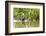 Brazil, The Pantanal, A giant otter swims among the water hyacinth.-Ellen Goff-Framed Photographic Print