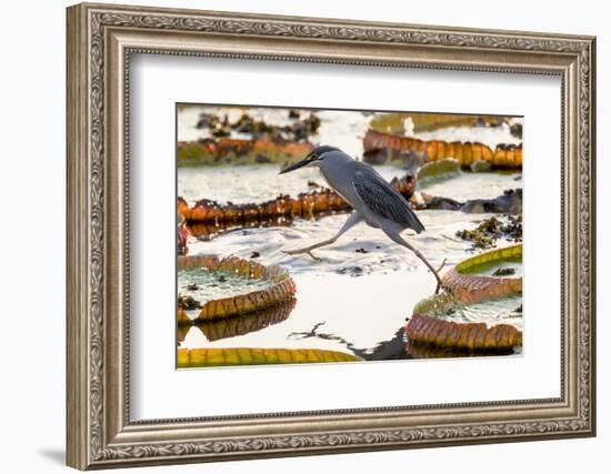 Brazil, The Pantanal, A striated heron steps from one giant lily pad to another.-Ellen Goff-Framed Photographic Print