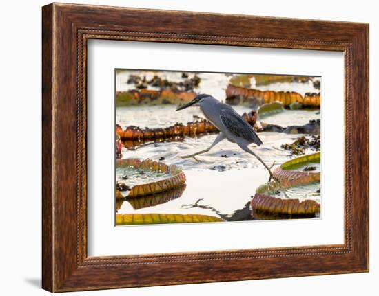 Brazil, The Pantanal, A striated heron steps from one giant lily pad to another.-Ellen Goff-Framed Photographic Print