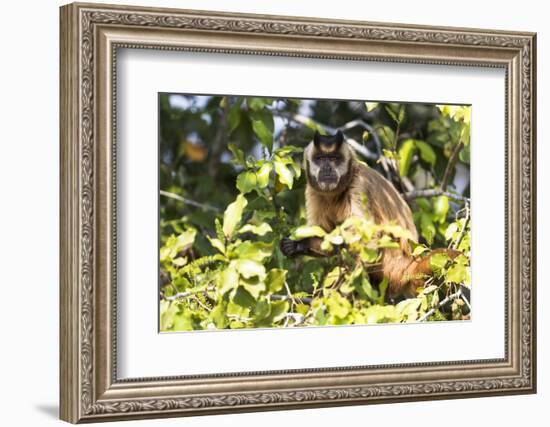 Brazil, The Pantanal. Brown Capuchin monkey eating fruit in a tree.-Ellen Goff-Framed Photographic Print