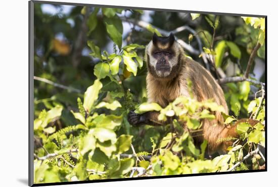Brazil, The Pantanal. Brown Capuchin monkey eating fruit in a tree.-Ellen Goff-Mounted Photographic Print