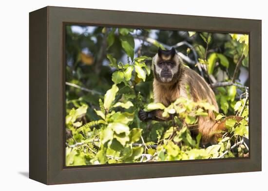 Brazil, The Pantanal. Brown Capuchin monkey eating fruit in a tree.-Ellen Goff-Framed Premier Image Canvas