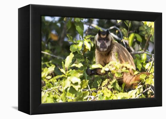 Brazil, The Pantanal. Brown Capuchin monkey eating fruit in a tree.-Ellen Goff-Framed Premier Image Canvas