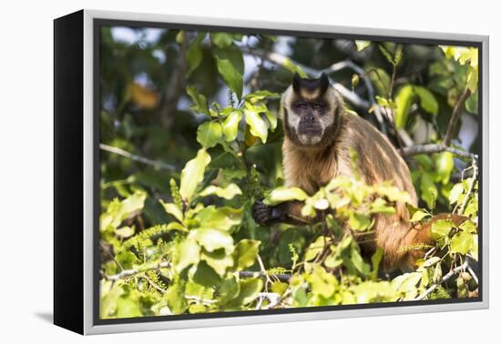 Brazil, The Pantanal. Brown Capuchin monkey eating fruit in a tree.-Ellen Goff-Framed Premier Image Canvas