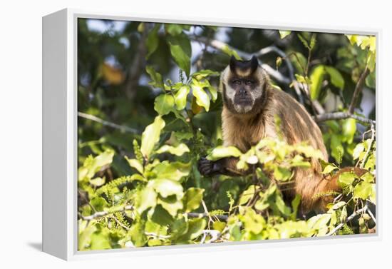 Brazil, The Pantanal. Brown Capuchin monkey eating fruit in a tree.-Ellen Goff-Framed Premier Image Canvas