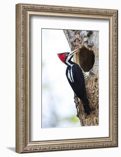 Brazil, The Pantanal, Female crimson-crested woodpecker at the nest hole.-Ellen Goff-Framed Photographic Print