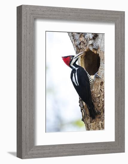 Brazil, The Pantanal, Female crimson-crested woodpecker at the nest hole.-Ellen Goff-Framed Photographic Print