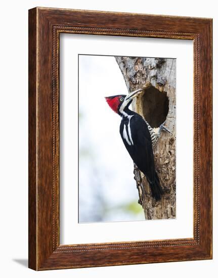 Brazil, The Pantanal, Female crimson-crested woodpecker at the nest hole.-Ellen Goff-Framed Photographic Print