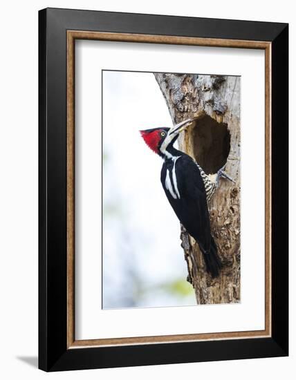 Brazil, The Pantanal, Female crimson-crested woodpecker at the nest hole.-Ellen Goff-Framed Photographic Print