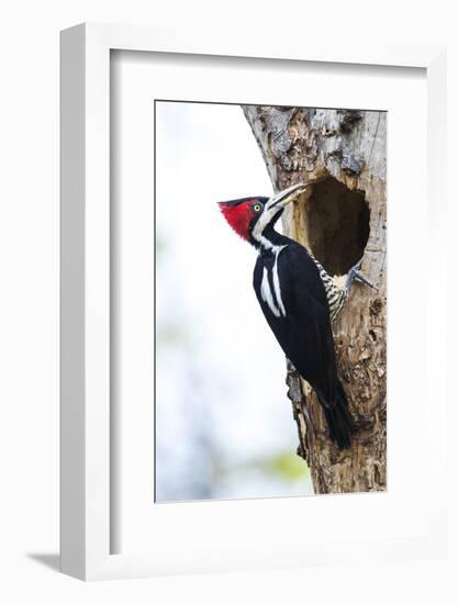 Brazil, The Pantanal, Female crimson-crested woodpecker at the nest hole.-Ellen Goff-Framed Photographic Print