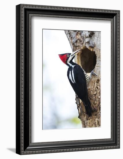 Brazil, The Pantanal, Female crimson-crested woodpecker at the nest hole.-Ellen Goff-Framed Photographic Print