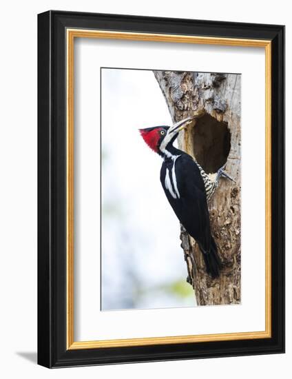 Brazil, The Pantanal, Female crimson-crested woodpecker at the nest hole.-Ellen Goff-Framed Photographic Print