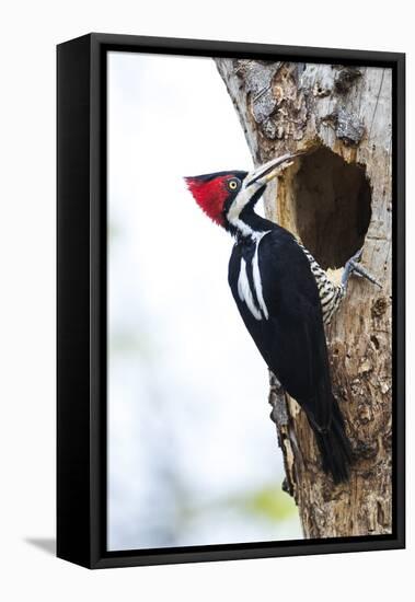 Brazil, The Pantanal, Female crimson-crested woodpecker at the nest hole.-Ellen Goff-Framed Premier Image Canvas