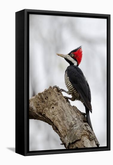 Brazil, The Pantanal. Female crimson-crested woodpecker.-Ellen Goff-Framed Premier Image Canvas