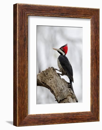 Brazil, The Pantanal. Female crimson-crested woodpecker.-Ellen Goff-Framed Photographic Print