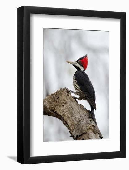 Brazil, The Pantanal. Female crimson-crested woodpecker.-Ellen Goff-Framed Photographic Print