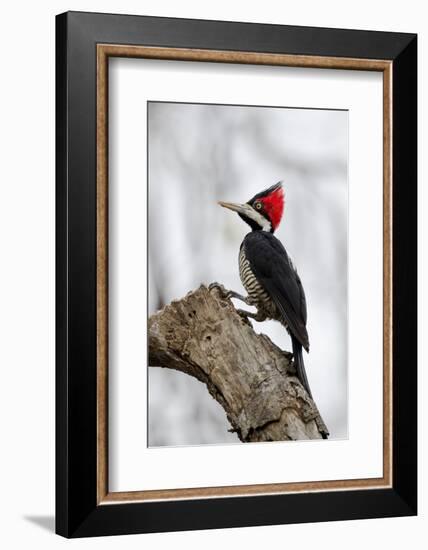 Brazil, The Pantanal. Female crimson-crested woodpecker.-Ellen Goff-Framed Photographic Print