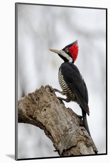 Brazil, The Pantanal. Female crimson-crested woodpecker.-Ellen Goff-Mounted Photographic Print